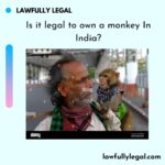 Is it legal to own a monkey In India?