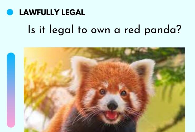Is it legal to own a red panda?