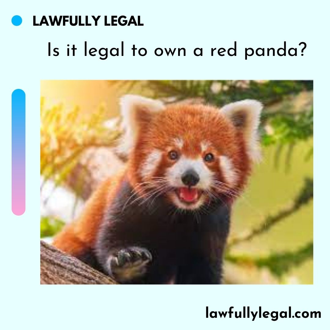Is it legal to own a red panda?