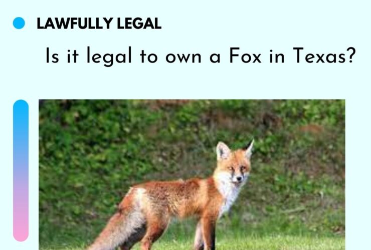 Is it legal to own a Fox in Texas?