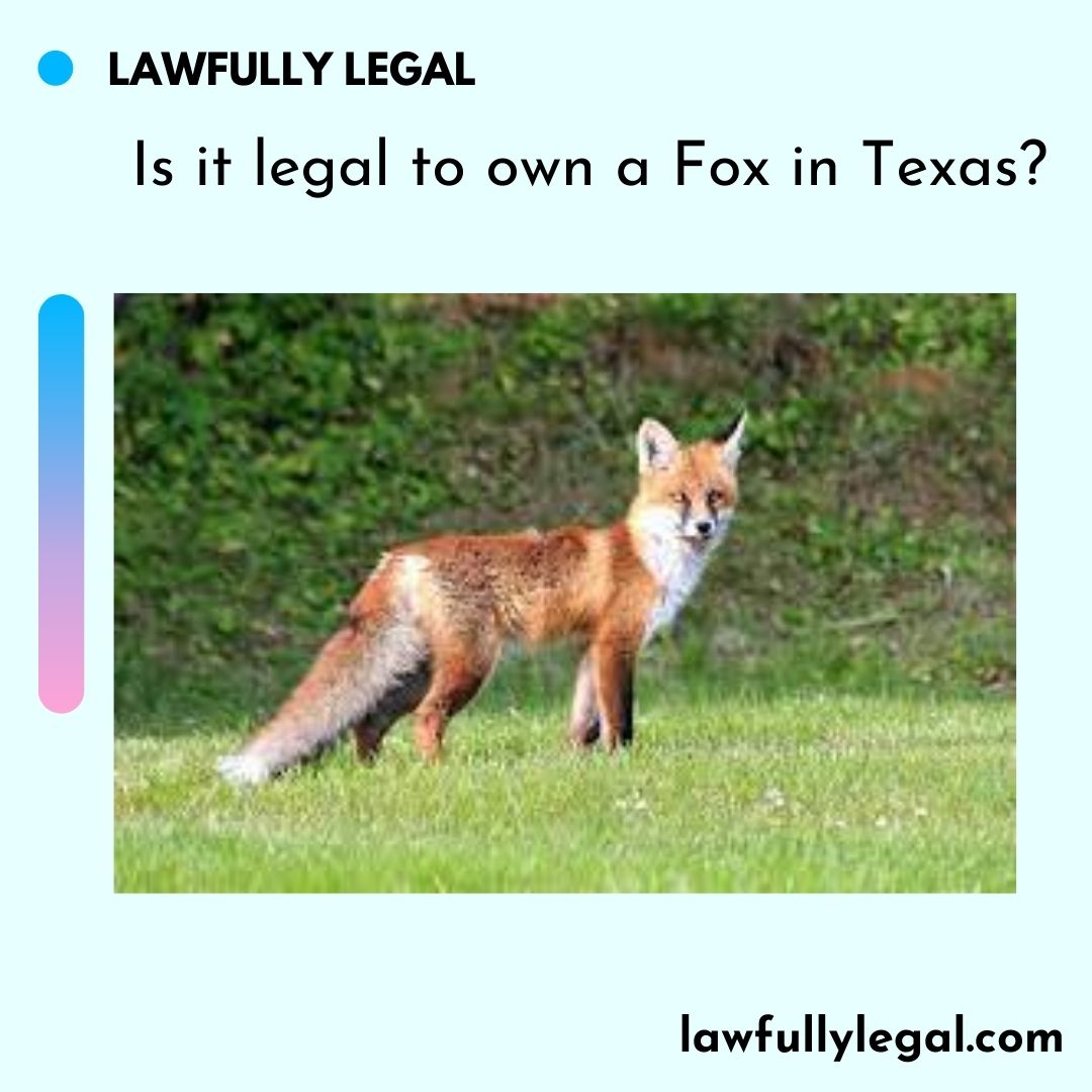 Is it legal to own a Fox in Texas?