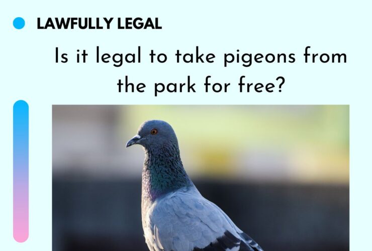Is it legal to take pigeons from the park for free?