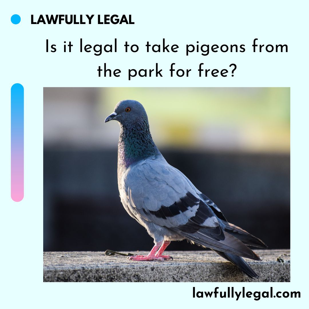 Is it legal to take pigeons from the park for free?
